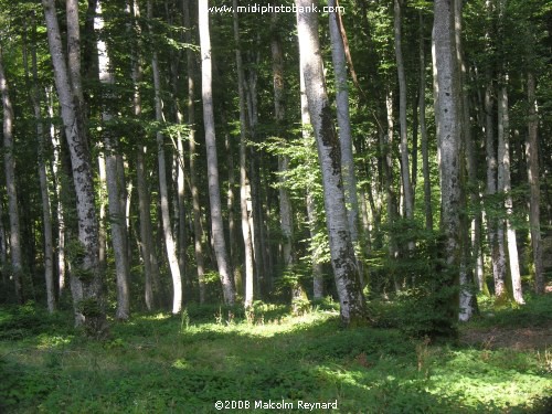 AUDE - Lac St Denis & The Forest Of Ramondens