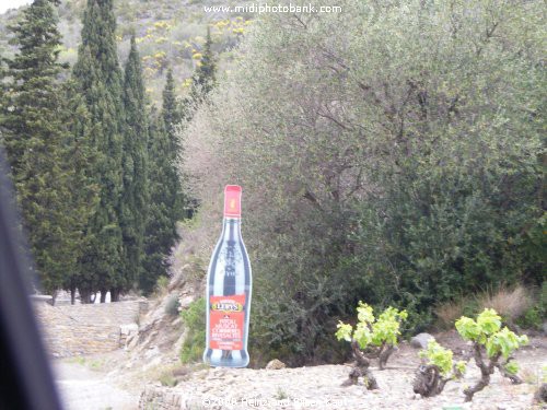 Corbières Wines