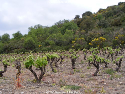 Corbières Wines