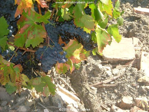 Corbières Wines