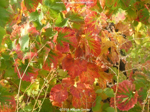 Autumn Colours in the Corbières