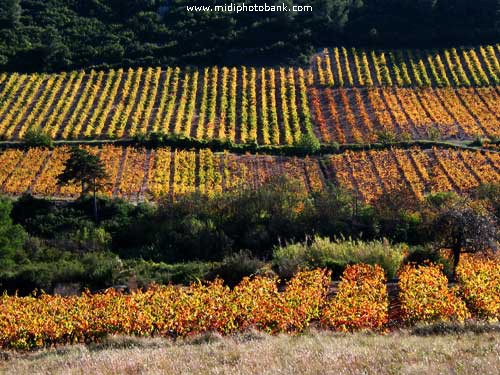 Autumn Colours in the Languedoc