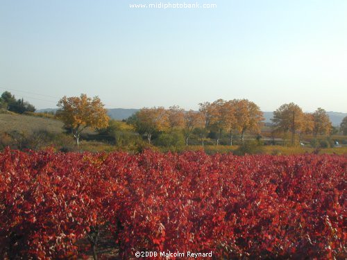 Autumn Colours in the Languedoc