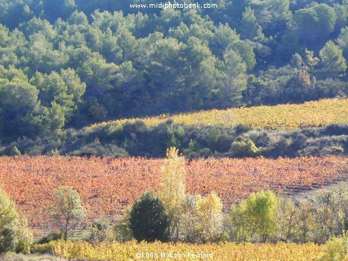 Autumn Colours in the Languedoc