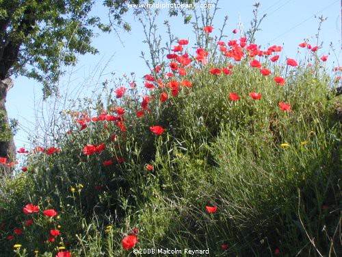 90Years on - "In Flanders fields the poppies blow........."