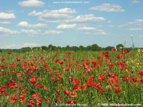 90Years on - "In Flanders fields the poppies blow........."