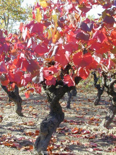 The Last "Vine" of Summer in the Languedoc