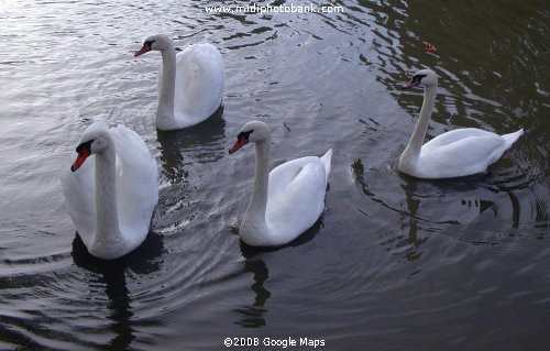 Four swans a'swimming