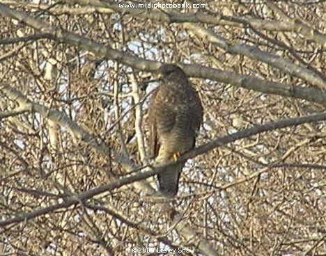 A Rarely Caught Photo - a Buzzard