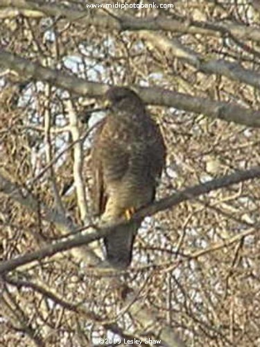 A Rarely Caught Photo - a Buzzard