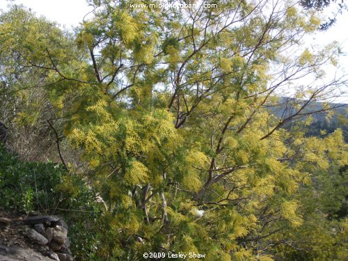 Roquebrune "Mimosa Festival"