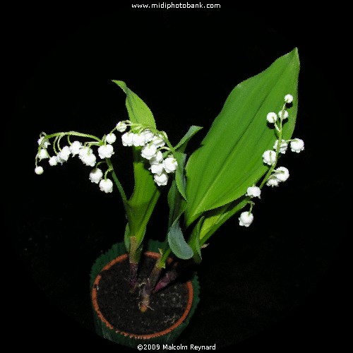 May Day Muguet (Lily of the Valley)