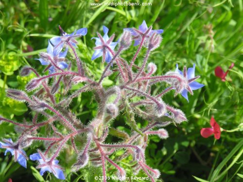 Wildflowers in the Languedoc