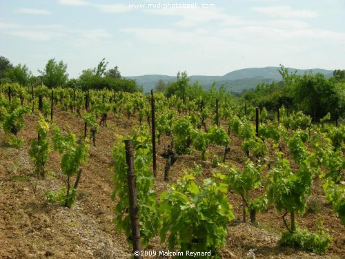 The first of the Summer Vines