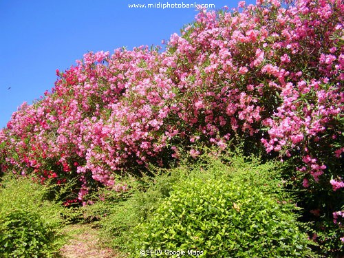 Oleanders