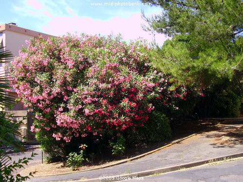 Oleanders