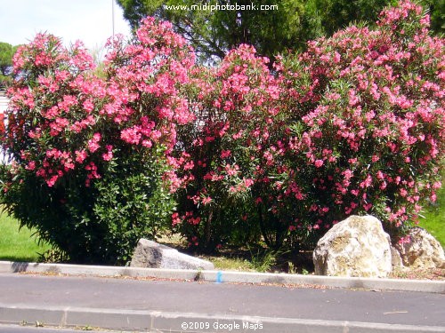 Oleanders