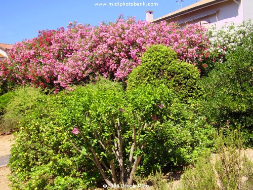 Oleanders