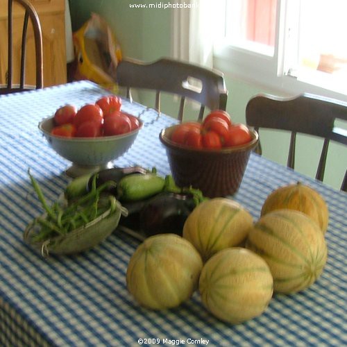 Summer in the Corbières