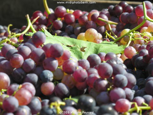 The "Vendanges" (Grape Harvesting) of the 2009 Crop in the Languedoc