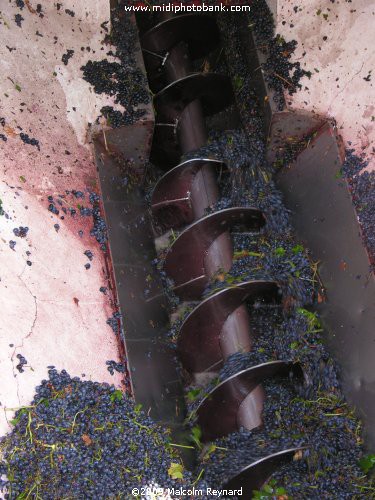 The "Vendanges" (Grape Harvesting) of the 2009 Crop in the Languedoc