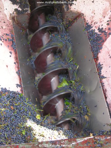 The "Vendanges" (Grape Harvesting) of the 2009 Crop in the Languedoc