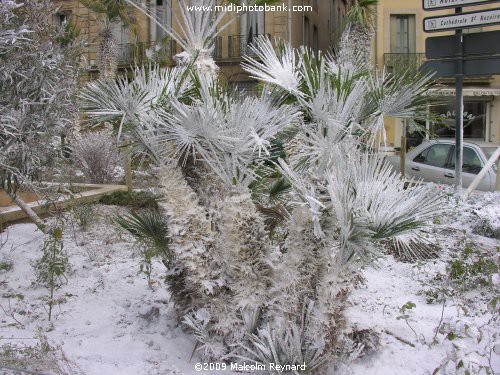 Who's Dreaming of a "White Christmas"