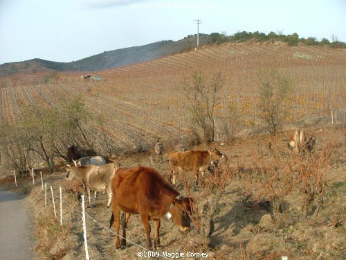 and the Animals of the "Stable" - in the Corbières