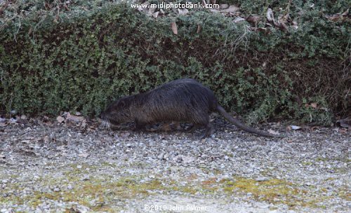 Wildlife in the Aude