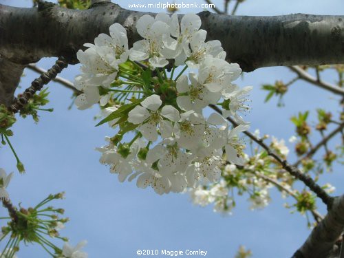 Spring in the Corbières