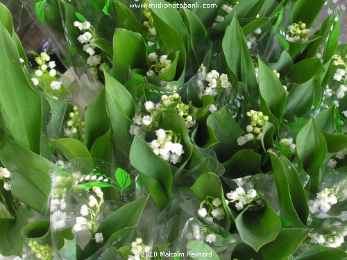 May "Sprig" of Muguet - Béziers