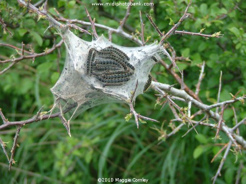 Oak Processionary Moth - Corbières