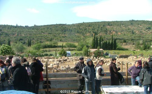 The Sheep Festival at Albas in the Corbières