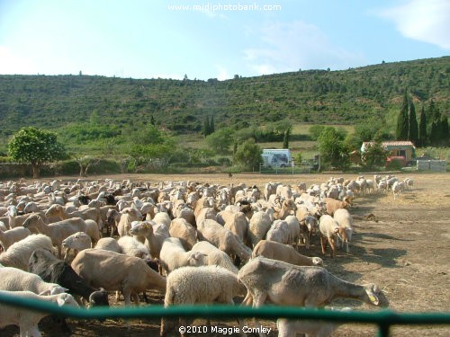 The Sheep Festival at Albas in the Corbières