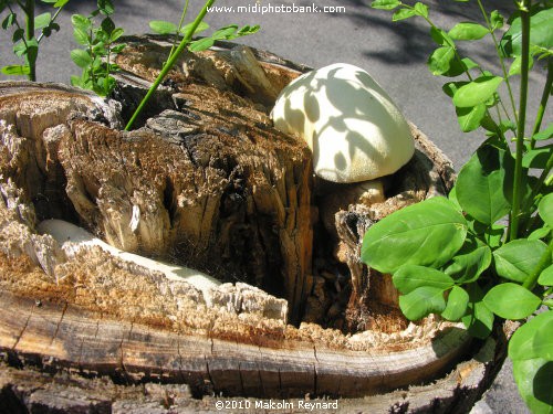 .....Strange "Fungus" in the South of France