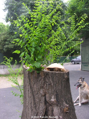 .....Strange "Fungus" in the South of France