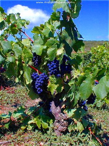 The Wine Harvesting (Venganges) is not far off !