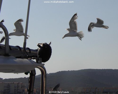 Gruissan Marina - Gulls "scavenging"