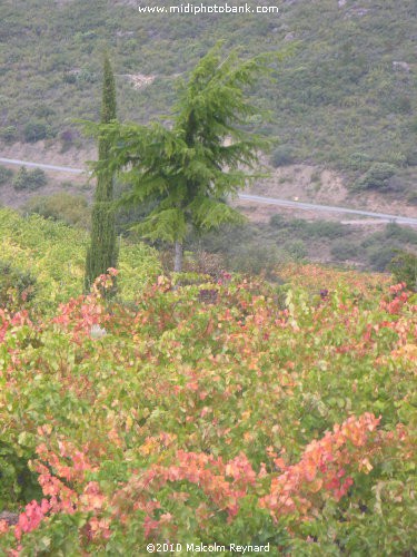 Autumn Colours in the Corbières