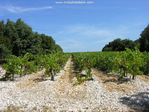 Minervois Hills