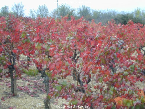 Autumn Vines