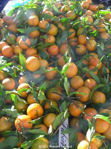 The Season for Oranges in the South of France