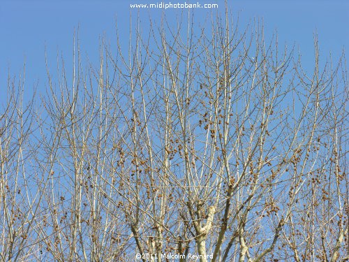 The Famous "Béziers Blue Sky"