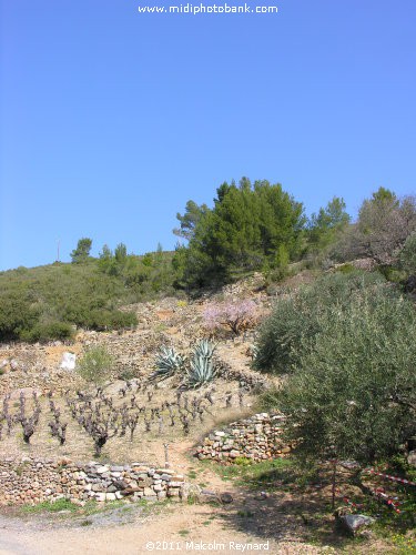 Languedoc Regional Park