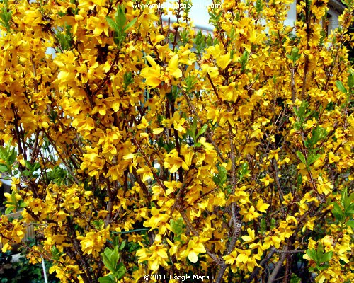 Spring flowers - Forsythia