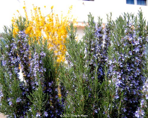 Spring flowers - Rosemary