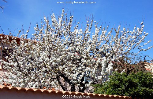 Spring in the Hérault