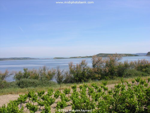 Etang de Bages - Aude