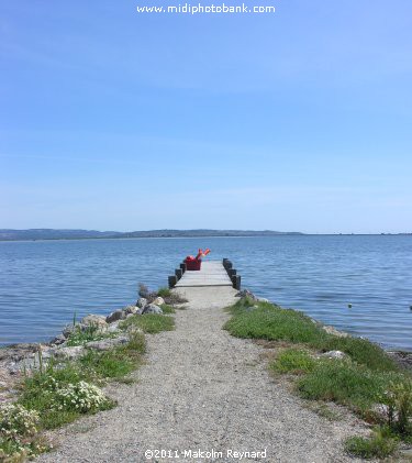 Etang de Bages - Aude