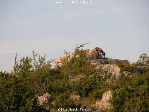 Les Chemins de Saint-Jacques de Compostelle" - "Larzac